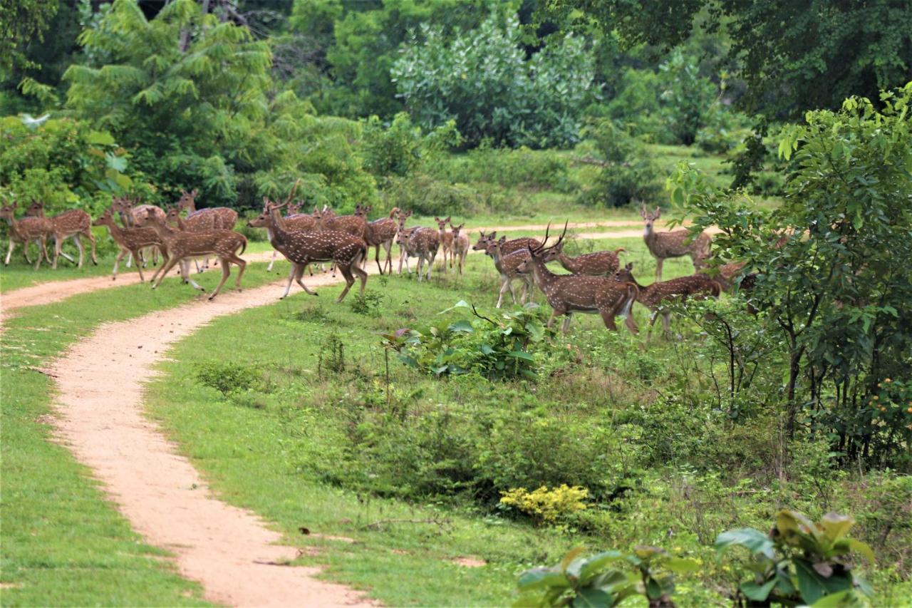 Yala Safari River View Hotel Tissamaharama Luaran gambar